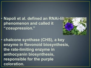 • Napoli et al. defined an RNAi-like
phenomenon and called it
“cosupression.”
• chalcone synthase (CHS), a key
enzyme in flavonoid biosynthesis,
the rate-limiting enzyme in
anthocyanin biosynthesis,
responsible for the purple
coloration.
 