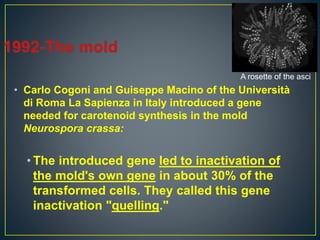 • Carlo Cogoni and Guiseppe Macino of the Università
di Roma La Sapienza in Italy introduced a gene
needed for carotenoid synthesis in the mold
Neurospora crassa:
• The introduced gene led to inactivation of
the mold's own gene in about 30% of the
transformed cells. They called this gene
inactivation "quelling."
A rosette of the asci
 