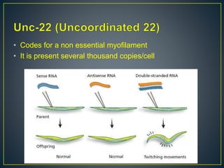 • Codes for a non essential myofilament
• It is present several thousand copies/cell
 