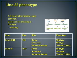 • 4-6 hours after injection, eggs
collected.
• Screened for phenotypic
changes
• twiching
Exon Size RNA Phenotype
Exon 21-22 742 Sense
Antisense
Sense+antisense
Wildtype
Wildtype
Twicher (100%)
Exon 27 1033 Sense
Antisense
Sense+antisense
Wildtype
Wildtype
Twicher (100%)
 