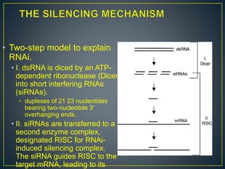 • Two-step model to explain
RNAi.
• I. dsRNA is diced by an ATP-
dependent ribonuclease (Dicer)
into short interfering RNAs
(siRNAs).
• duplexes of 21 23 nucleotides
bearing two-nucleotide 3'
overhanging ends.
• II. siRNAs are transferred to a
second enzyme complex,
designated RISC for RNAi-
induced silencing complex.
The siRNA guides RISC to the
target mRNA, leading to its
 