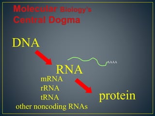 DNA
RNA
protein
AAAA
mRNA
rRNA
tRNA
other noncoding RNAs
 