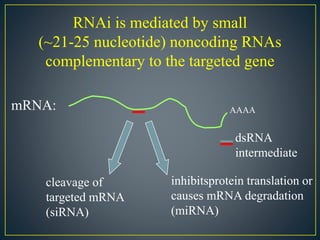 AAAA
RNAi is mediated by small
(~21-25 nucleotide) noncoding RNAs
complementary to the targeted gene
cleavage of
targeted mRNA
(siRNA)
inhibitsprotein translation or
causes mRNA degradation
(miRNA)
mRNA:
dsRNA
intermediate
 