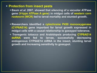  Protection from insect pests :
 Baum et al. 2007. showed that silencing of a vacuolar ATPase
gene (V-type ATPase A gene) in midgut cells of western corn
rootworm (WCR) led to larval mortality and stunted growth.
 Researchers identified a cytochrome P450 monooxygenase
(CYP6AE14) gene important for larval growth expressed in
midgut cells with a causal relationship to gossypol tolerance.
 Transgenic tobacco and Arabidopsis producing CYP6AE14
dsRNA were fed to larvae, successfully decreasing
endogenous CYP6AE14 mRNA in the insect, stunting larval
growth and increasing sensitivity to gossypol.
 