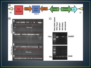RNAi – Mechanism and Its Application In Crop Improvement