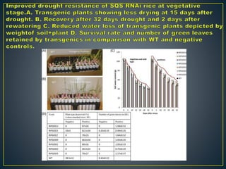 RNAi – Mechanism and Its Application In Crop Improvement