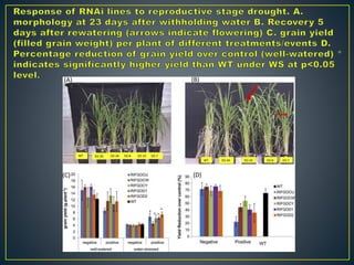 RNAi – Mechanism and Its Application In Crop Improvement