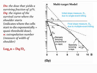 D0: the dose that yields a
surviving fraction of 37%.
Dq: the region of the
survival curve where the
shoulder starts
(indicates where the cells
start to die exponentially =
quasi-threshold dose).
n: extrapolation number
(measure of width of
shoulder)
Logen = Dq/D0
Multi-target Model
Initial slope measure, D1,
due to single-event killing
Final slope measure, D0,
due to multiple-event killing
 