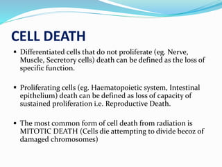 CELL DEATH
 Differentiated cells that do not proliferate (eg. Nerve,
Muscle, Secretory cells) death can be defined as the loss of
specific function.
 Proliferating cells (eg. Haematopoietic system, Intestinal
epithelium) death can be defined as loss of capacity of
sustained proliferation i.e. Reproductive Death.
 The most common form of cell death from radiation is
MITOTIC DEATH (Cells die attempting to divide becoz of
damaged chromosomes)
 