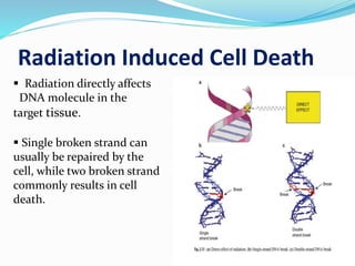 Radiation Induced Cell Death
 Radiation directly affects
DNA molecule in the
target tissue.
 Single broken strand can
usually be repaired by the
cell, while two broken strand
commonly results in cell
death.
 