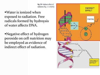 Water is ionized when
exposed to radiation. Free
radicals formed by hydroysis
of water affects DNA.
Negative effect of hydrogen
peroxide on cell nutrition may
be employed as evidence of
indirect effect of radiation.
 