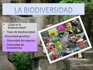 • ¿Qué es la
biodiversidad?
• Tipos de biodiversidad
- Diversidad genética
- Diversidad de especies
- Diversidad de
ecosistemas
 