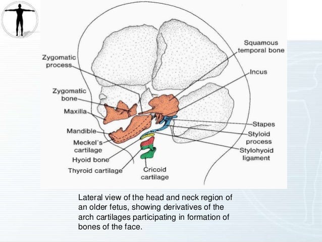 Skull Development