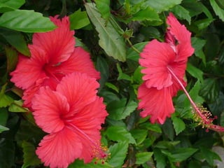 Cuba ainda parada no tempo
