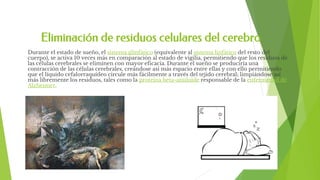 Eliminación de residuos celulares del cerebro
Durante el estado de sueño, el sistema glinfático (equivalente al sistema linfático del resto del
cuerpo), se activa 10 veces más en comparación al estado de vigilia, permitiendo que los residuos de
las células cerebrales se eliminen con mayor eficacia. Durante el sueño se produciría una
contracción de las células cerebrales, creándose así más espacio entre ellas y con ello permitiendo
que el líquido cefalorraquídeo circule más fácilmente a través del tejido cerebral; limpiándose así
más libremente los residuos, tales como la proteína beta-amiloide responsable de la enfermedad de
Alzheimer.
 
