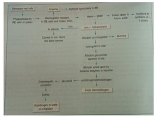 Normocytic normochromic anaemia Hemolytic anaemia | PPT