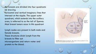 Left Rbeast Quadrants Assessing the breast and lymphatic system | PPTX