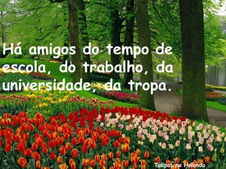 Tulipas na Holanda
Há amigos do tempo de
escola, do trabalho, da
universidade, da tropa.
 
