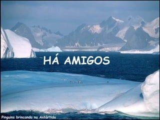 Pinguins brincando na Antártida
HÁ AMIGOS
 