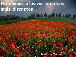Papoilas na Toscana
Há amigos efusivos e outros
mais discretos.
 
