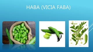 HABA (VICIA FABA)
 