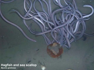 Hagfish and sea scallop Myxine glutinosa  