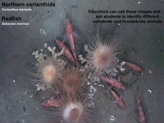 Northern cerianthids Cerianthus borealis Redfish Sebastes marinus  Educators can use these images and ask students to identify different vertebrate and invertebrate animals 