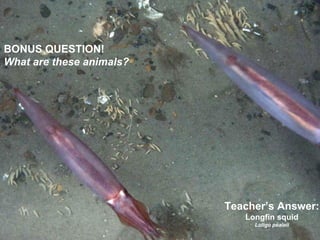 Teacher’s Answer: Longfin squid Loligo pealeii BONUS QUESTION! What are these animals? 