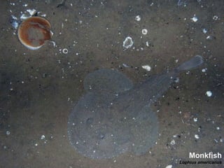 Monkfish Lophius americanus 