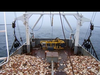 Scallops are counted and measured along the track-line to provide biomass estimates 