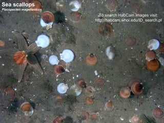 Sea scallops Placopecten magellanicus To search HabCam images visit: http://habcam.whoi.edu/ID_search.pl 