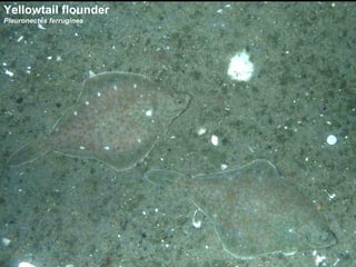 Yellowtail flounder Pleuronectes ferruginea 