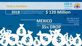 Facts & numbers
2018 $ 120 MillionThe estimated US dollar clean-up cost
for sargassum across the Caribbean:
During the fir...