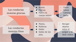 Las conductas
motoras gruesas
Las conductas
motoras finas
● Brazos
● Piernas
● Pies o el
cuerpo entero
- Correr
- Gatear
- Caminar
- Nadar
● Manos,
● Muñecas
● Dedos
● Dedos de los
pies,
- Recoger
objetos
entre el
pulgar y el
dedo índice.
 