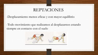 REPTACIONES
-Desplazamiento menos eficaz y con mayor equilibrio
-Todo movimiento que realizamos al desplazarnos estando
siempre en contacto con el suelo