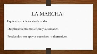 LA MARCHA:
-Equivalente a la acción de andar
-Desplazamiento mas eficaz y automatico
-Producidos por apoyos sucesivos y alternativos