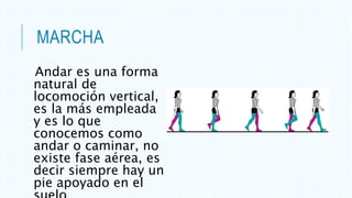 MARCHA
Andar es una forma
natural de
locomoción vertical,
es la más empleada
y es lo que
conocemos como
andar o caminar, no
existe fase aérea, es
decir siempre hay un
pie apoyado en el
 