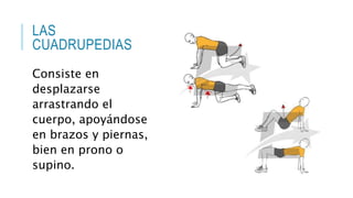 LAS
CUADRUPEDIAS
Consiste en
desplazarse
arrastrando el
cuerpo, apoyándose
en brazos y piernas,
bien en prono o
supino.
 
