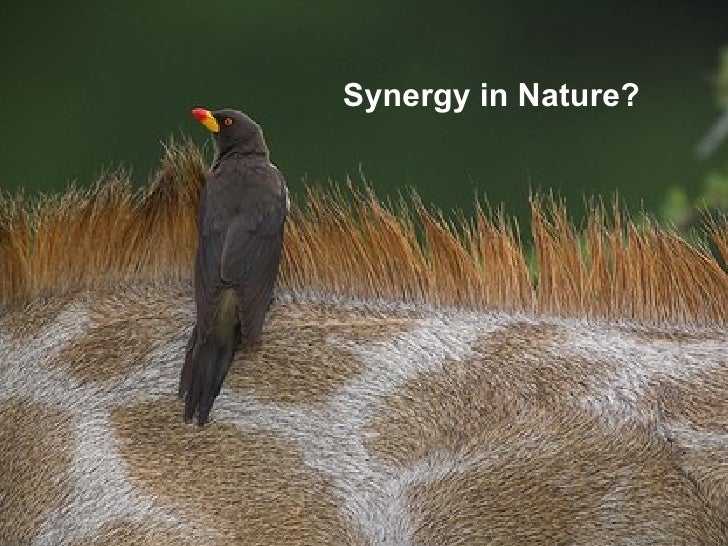 Examples Of Synergy In Nature : Examples of Synergy in Nature – PDDV