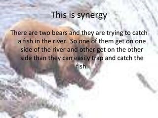This is synergy
There are two bears and they are trying to catch
  a fish in the river. So one of them get on one
   side of the river and other get on the other
   side than they can easily trap and catch the
                         fish.
 