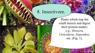 8. Insectivore.
Plants which trap the
small insects and digest
their protein matter;
e.g., Drosera,
Utricularia, Nepenthes,
etc. (Fig. 1).
 