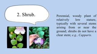 2. Shrub. Perennial, woody plant of
relatively low stature,
typically with several stems
arising from or near the
ground; shrubs do not have a
clear stem; e.g., Capparis.
 