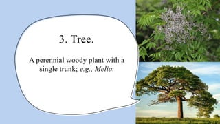 3. Tree.
A perennial woody plant with a
single trunk; e.g., Melia.
 
