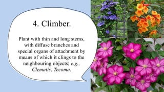 4. Climber.
Plant with thin and long stems,
with diffuse branches and
special organs of attachment by
means of which it clings to the
neighbouring objects; e.g.,
Clematis, Tecoma.
 
