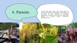 6. Parasite. A plant that grows upon other living plants or
animals and obtains its food material from them. On
the basis of their complete or incomplete
dependence, the parasite may either be called total
parasite viz. Cuscuta reflexa, Orobanche,
Balanophora, etc.
 