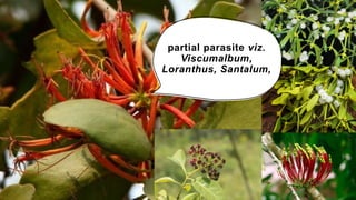 partial parasite viz.
Viscumalbum,
Loranthus, Santalum,
 