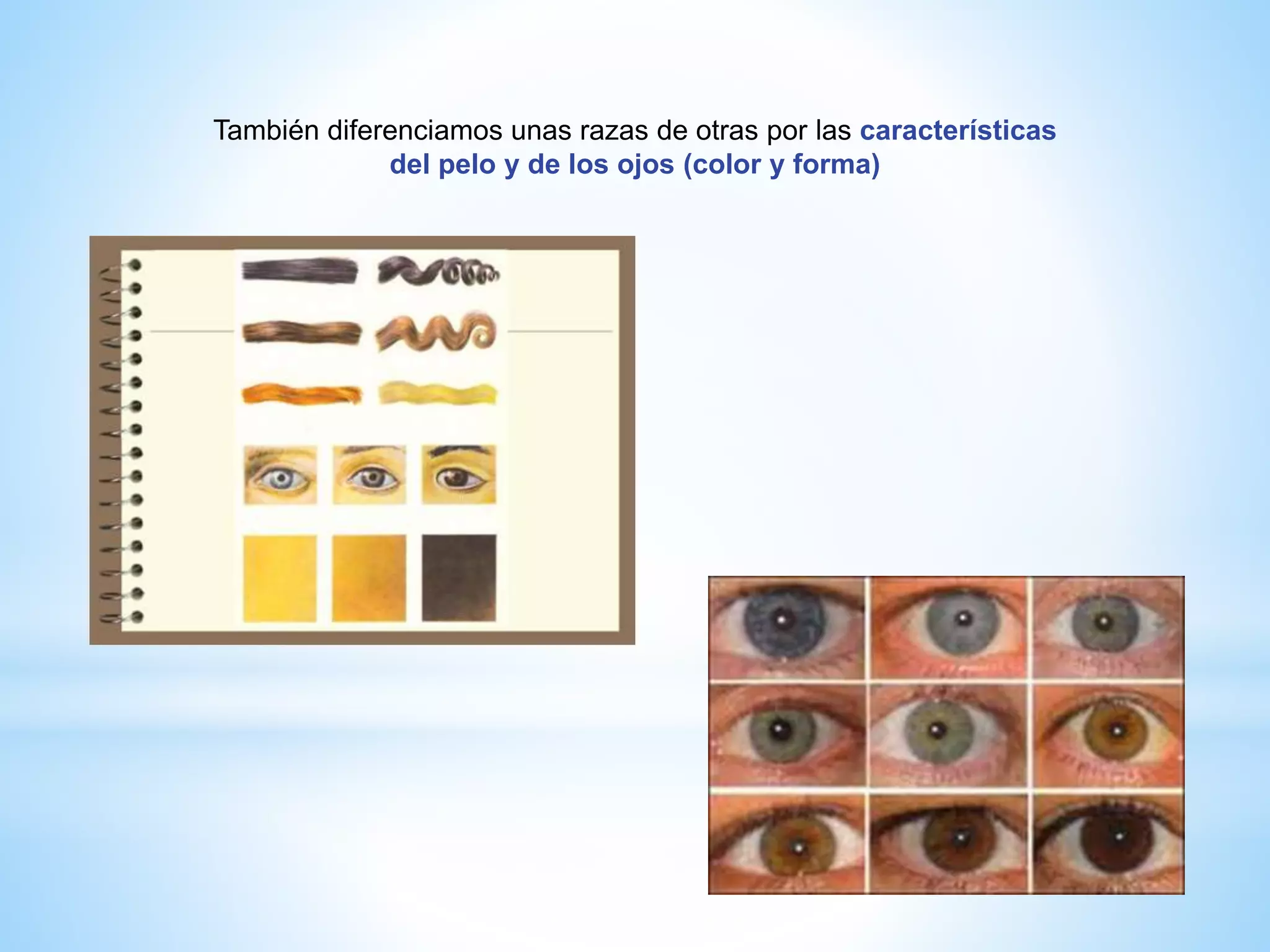 También diferenciamos unas razas de otras por las características
del pelo y de los ojos (color y forma)
 