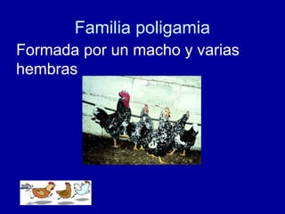 Familia poligamia
Formada por un macho y varias
hembras
 