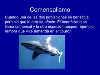 Comensalismo
Cuando una de las dos poblaciones se beneficia,
pero sin que la otra se afecte. El beneficiado se
llama comensal y la otra especie huésped. Ejemplo
rémora que vive adherida en el tiburón
 