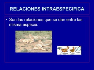 RELACIONES INTRAESPECIFICA

• Son las relaciones que se dan entre las
  misma especie.
 